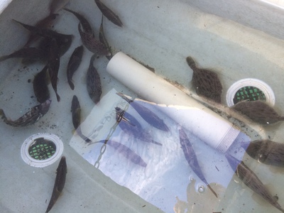 胆和え絶品の浜名湖カワハギを釣って食す！