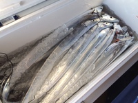 太刀魚リベンジ・・・天ぷらサイズがよく釣れました！ 2015/10/09 07:09:00