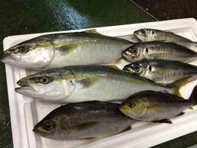 道楽＆ヒラメ釣り・・・インロックで大騒ぎ！？