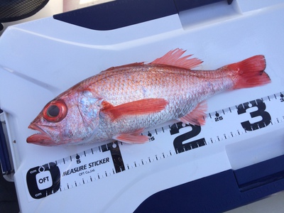 安心してください！釣れますから！ｂｙボートカナル柴田ガイド