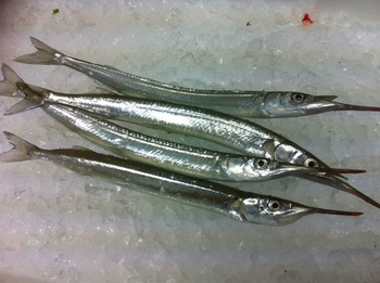 サヨリの釣果（浜名湖）