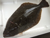 ヒラメの釣果 2014/10/10 22:37:16