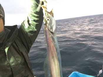 タチウオの釣果