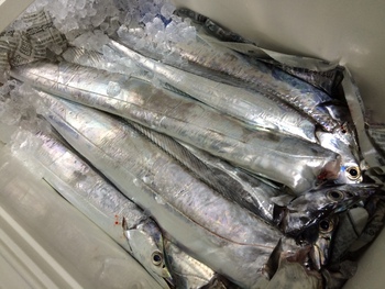 タチウオの釣果