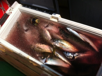 アジの釣果