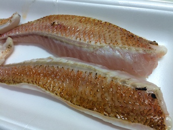 赤ムツの釣果