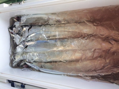 夜の太刀魚釣りハシゴして時差ボケ中。。。