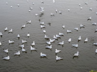 佐鳴湖公園散策