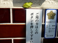 梅鉢地紋柄の鯉口シャツ
