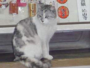 ついてない
