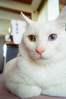ねこ