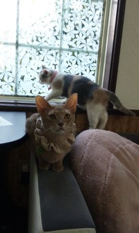 猫カフェに行ってきました(=^・^=) 2011/08/09 22:46:43