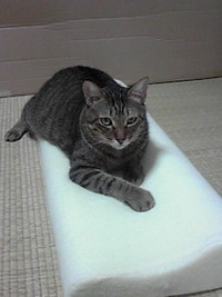 現在の低反発枕 2011/08/25 23:03:35