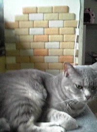 かるかるブリックタイルでDIYリフォーム 2012/06/11 23:10:00