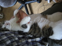 甘えん坊のクー 2012/05/22 16:53:42