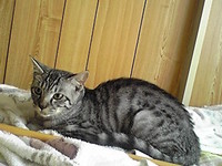 我が家のネコ紹介４(=^・^=) 2011/07/27 17:25:44