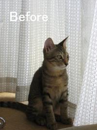 我が家のネコ紹介２(=^・^=) 2011/07/25 15:46:17