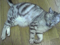 ネコのいるパソコン教室 2012/07/08 23:32:40
