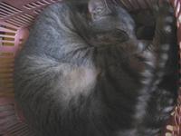 チビの夏の寝床 2012/07/28 14:33:52