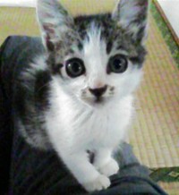 我が家にいたネコの話(=^・^=) 2011/08/01 20:15:50