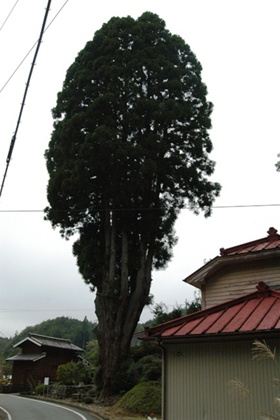 吉沢のスギ