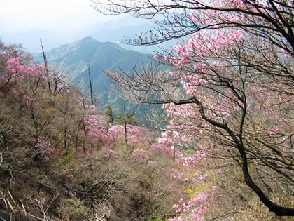 京丸のアカヤシオおよびシロヤシオ群生地