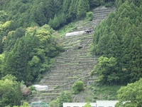 瀬尻の段々茶園 2010/01/27 14:29:28