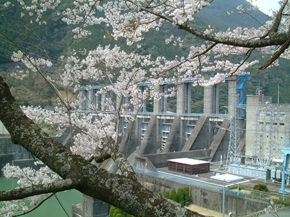 秋葉ダム千本桜