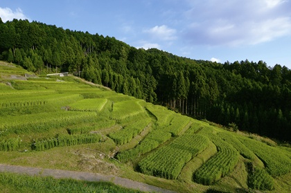大栗安の棚田
