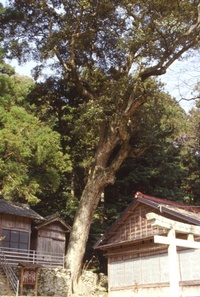 米沢諏訪神社のイチイガシ 2010/01/27 14:55:04