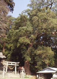 渡ヶ島諏訪神社社叢 2010/01/27 14:56:11