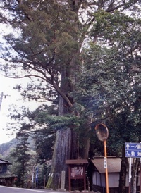 将軍スギ 2010/01/27 15:00:50