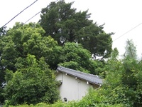 新原の大マキ 2010/01/27 16:15:12