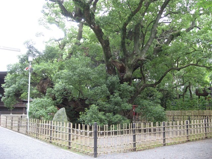 雲立のクス
