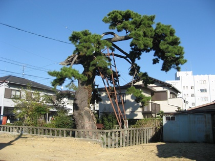 法橋のマツ