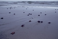 浜松海岸のアカウミガメ及びその産卵地 2010/01/22 15:51:20