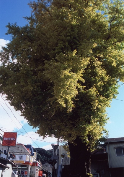 渋川のイチョウ