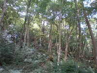 方広寺の寺叢（常緑広葉樹林） 2010/01/27 17:14:45