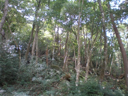 方広寺の寺叢（常緑広葉樹林）