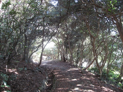 本坂峠の照葉樹林（椿の原生林）