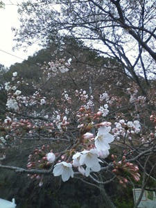 何分咲き