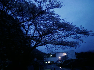 夜桜？