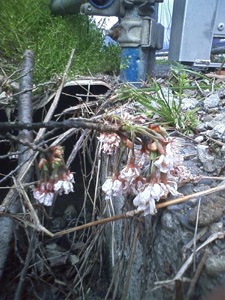 桜の木の下で