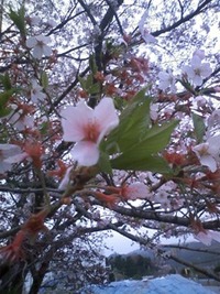 みどり、襲来
