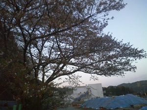 桜→緑