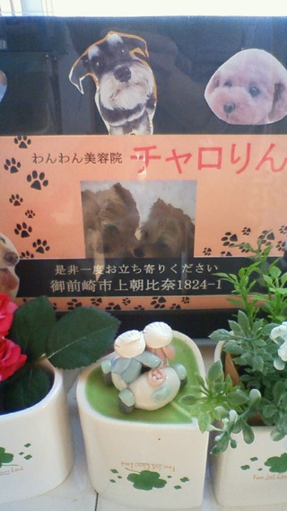 ワンワン美容院　チャロりんさん☆彡