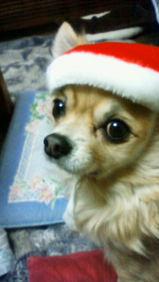 あたいにも〜♪