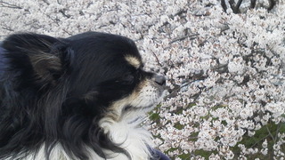 お花見日和