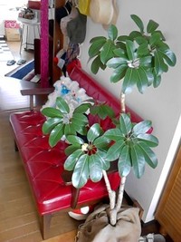 新芽 2011/07/11 06:55:38