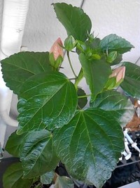 ハイビー 2011/06/30 08:06:42